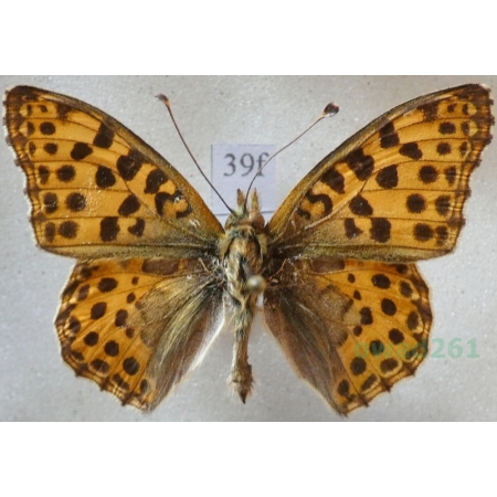 Issoria lathonia (Linnaeus, 1758) male Dostojka latonia Czech39f